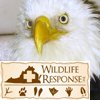 Bald Eagle1